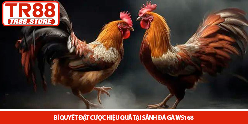 Sảnh đá gà WS168 - Đấu trường trực tuyến đỉnh cao tại TR88 3 Bí quyết đặt cược hiệu quả tại Sảnh đá gà WS168