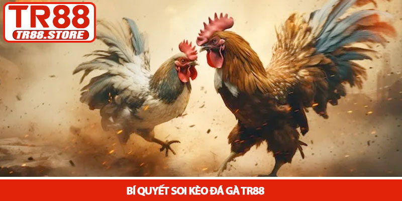 Đá gà TR88 - Sân chơi kịch tính với những trận đấu nghẹt thở 3 Bí quyết soi kèo Đá gà TR88