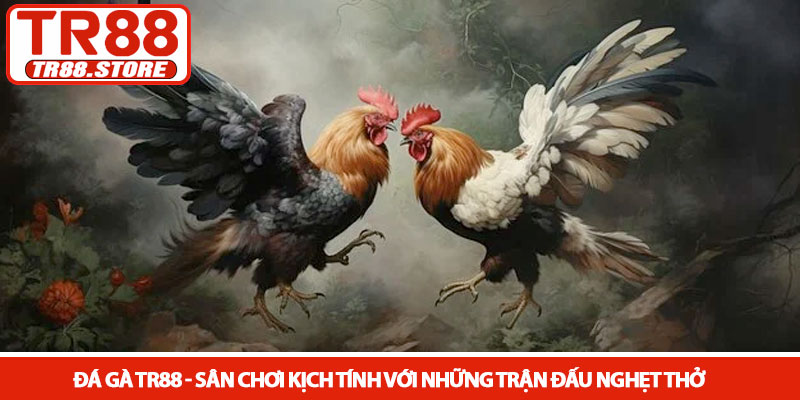 Đá gà TR88 - Sân chơi kịch tính với những trận đấu nghẹt thở 1 Đá gà TR88 - Sân chơi kịch tính với những trận đấu nghẹt thở