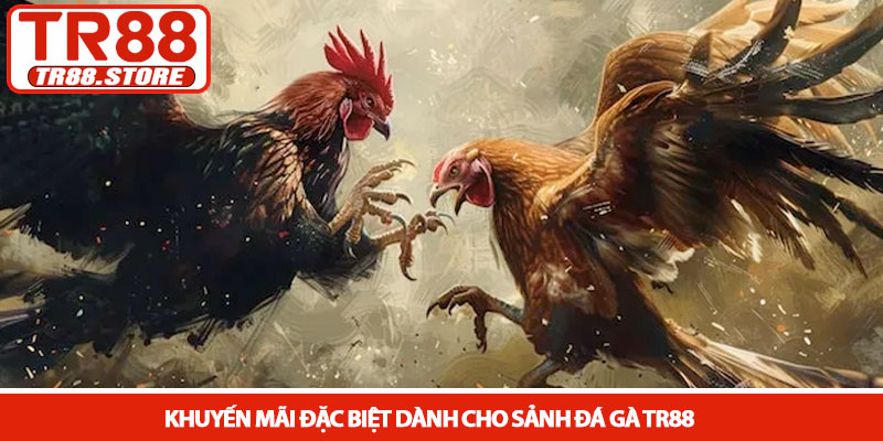 Đá gà TR88 - Sân chơi kịch tính với những trận đấu nghẹt thở 4 Khuyến mãi đặc biệt dành cho sảnh Đá gà TR88