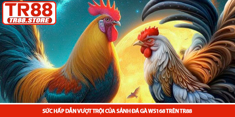 Sảnh đá gà WS168 - Đấu trường trực tuyến đỉnh cao tại TR88 2 Sức hấp dẫn vượt trội của Sảnh đá gà WS168 trên TR88