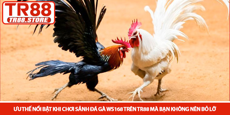 Sảnh đá gà WS168 - Đấu trường trực tuyến đỉnh cao tại TR88 4 Ưu thế nổi bật khi chơi Sảnh đá gà WS168 trên TR88 mà bạn không nên bỏ lỡ