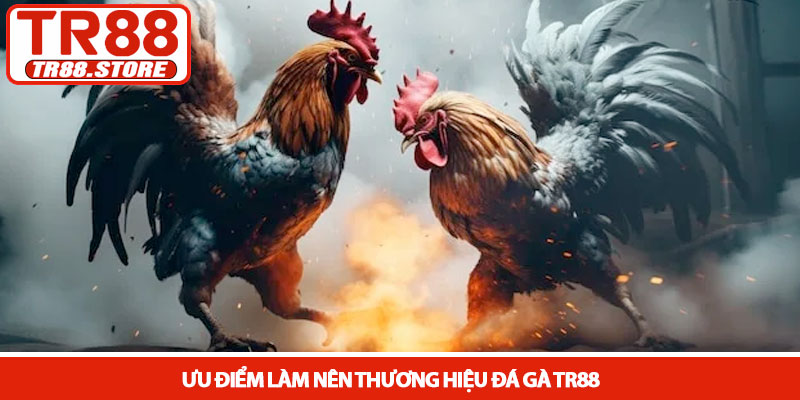Đá gà TR88 - Sân chơi kịch tính với những trận đấu nghẹt thở 2 Ưu điểm làm nên thương hiệu Đá gà TR88